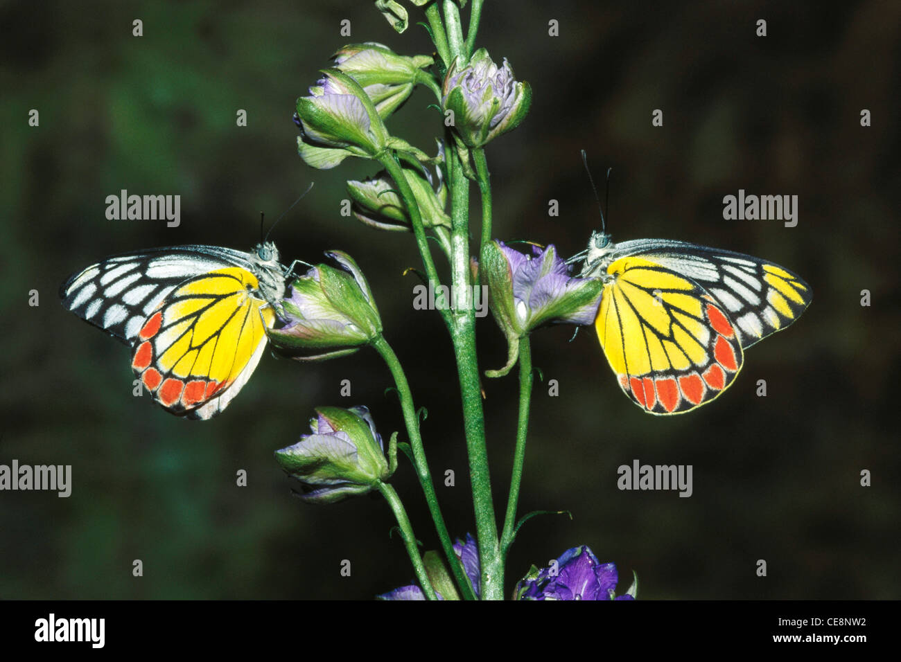 IKA 80195 : two indian Butterflies Common Jezebel   delias Eucharis Stock Photo