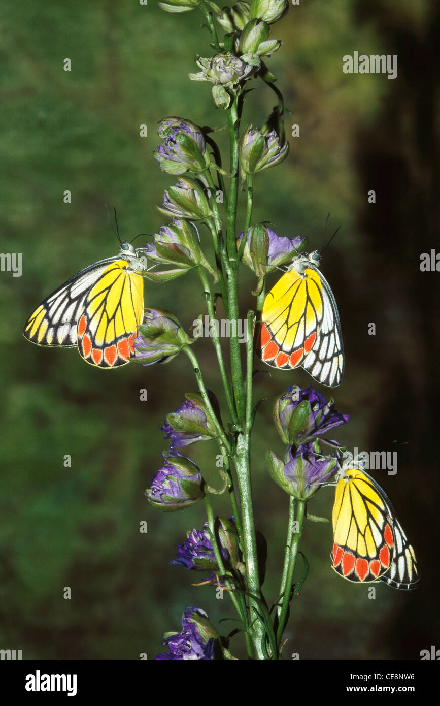 IKA 80197 : three Butterfly , Common Jezebel   delias Eucharis Stock Photo
