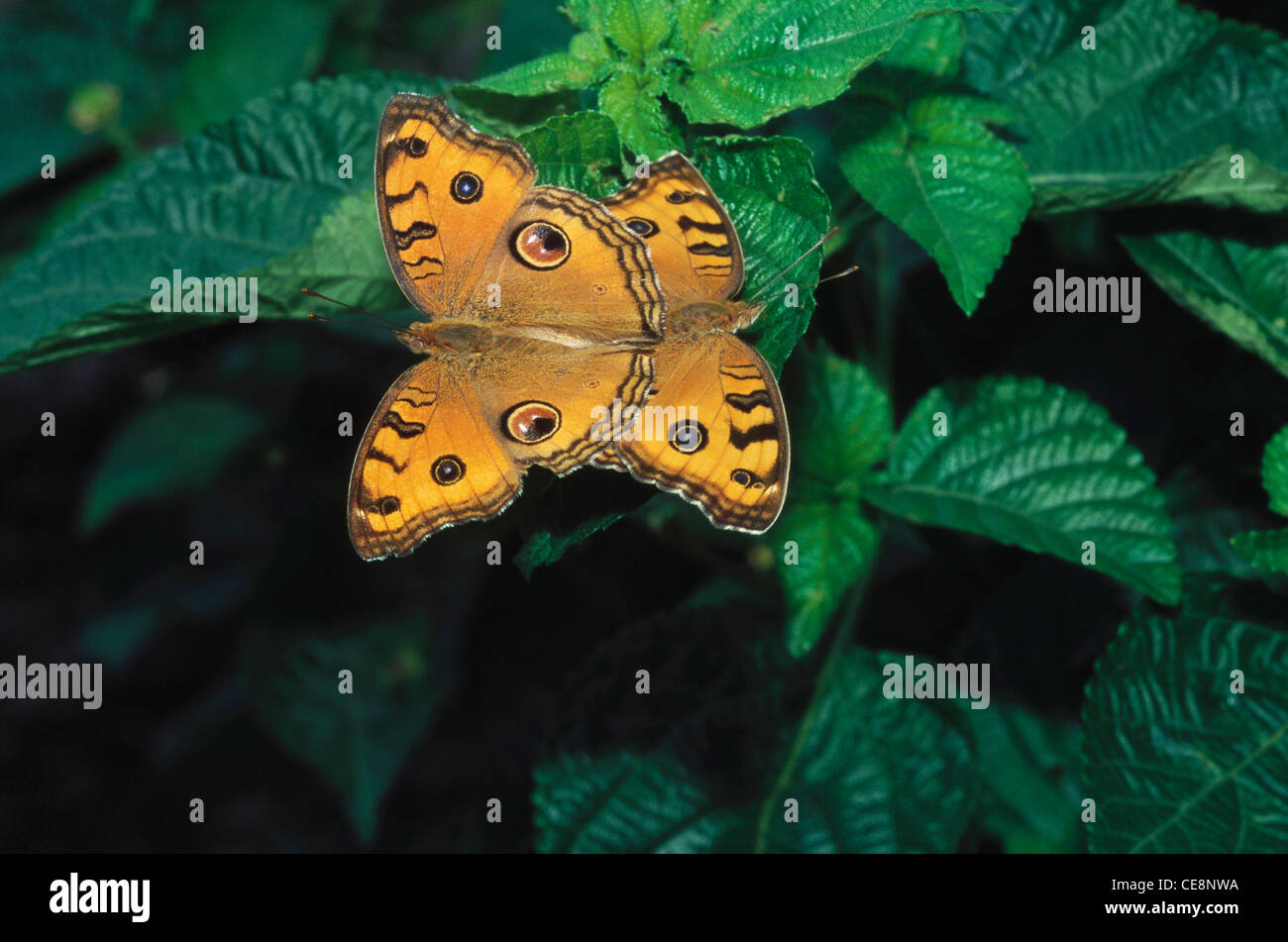 Butterfly mating , Peacock Pansy , Precis almana , Junonia almana , india , asia Stock Photo