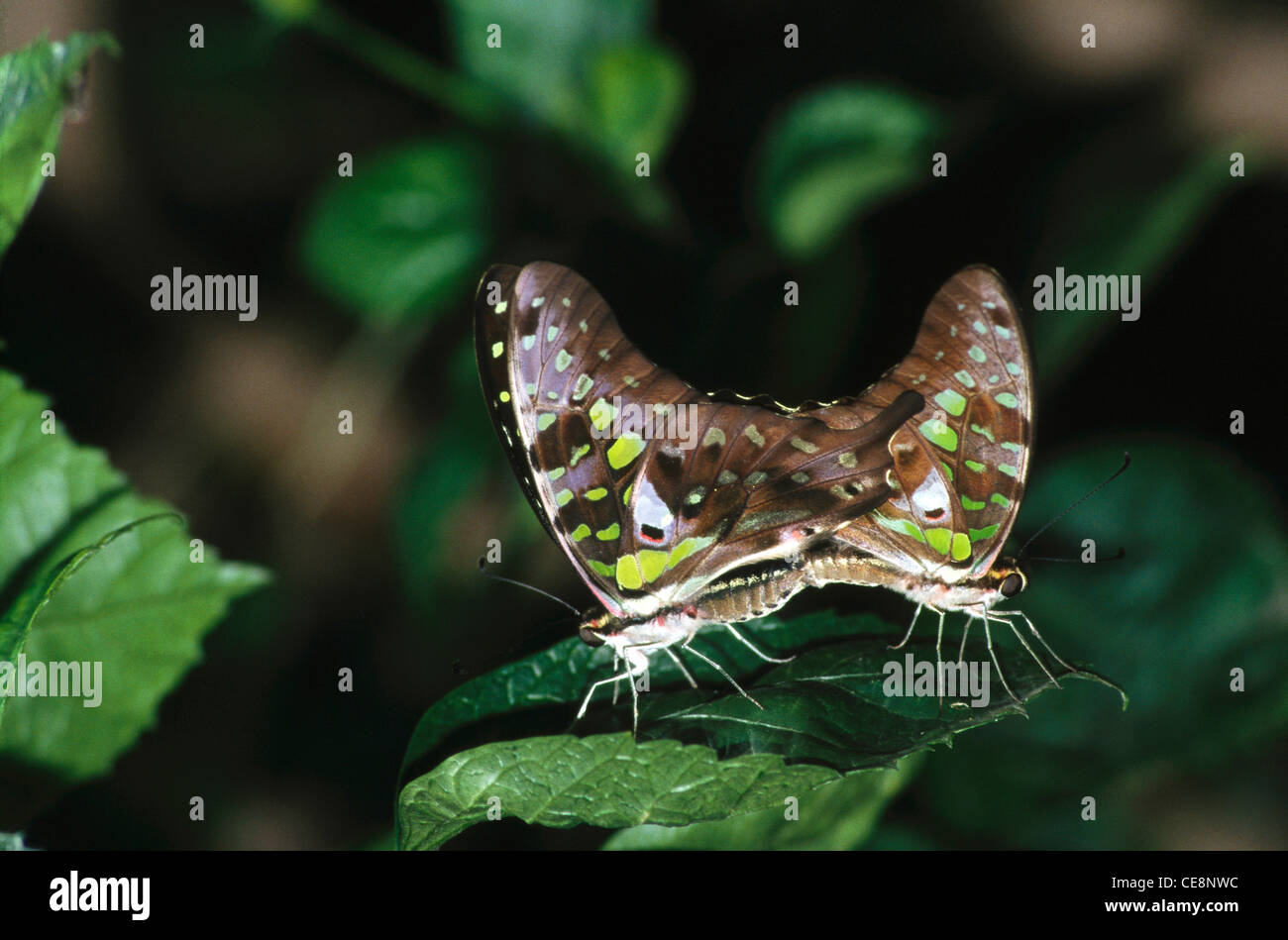 Butterfly mating , Tailed Jay , Graphium agamemnon , india , asia Stock Photo