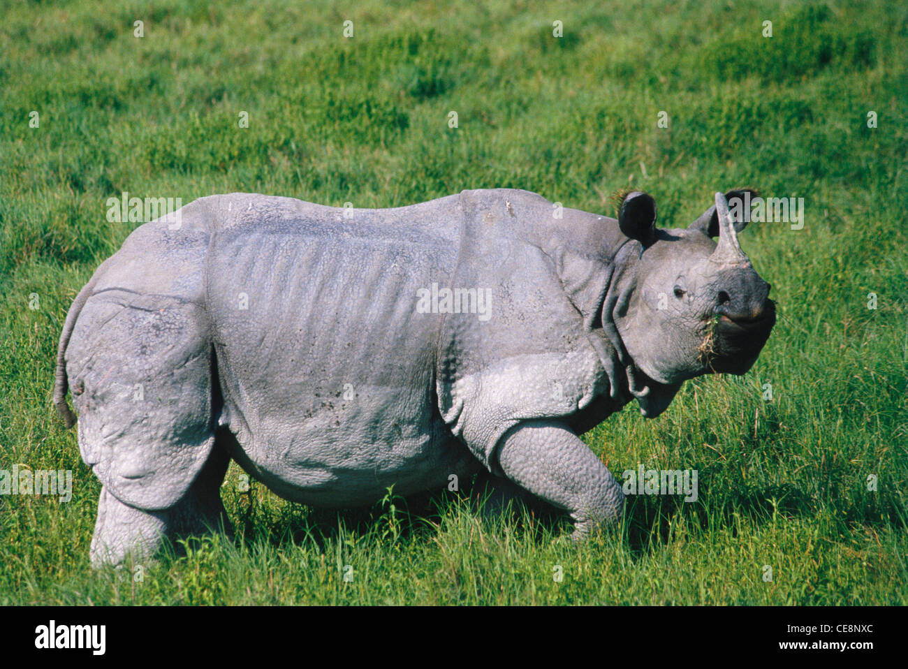 One horned Rhino ; Rhinoceros unicornis ; Kaziranga National Park , Assam , india , asia Stock Photo