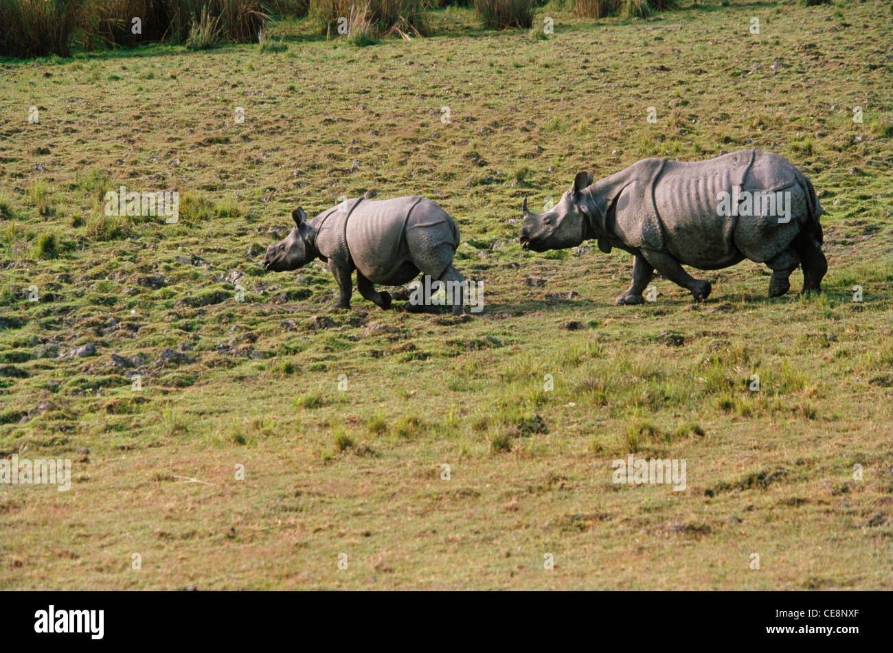 SNA 80958 : One Horn indian Rhino with baby   Rhinoceros unicornis   kaziranga national park assam India Stock Photo