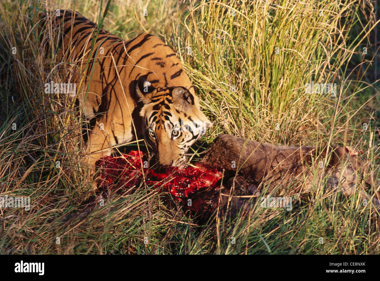 Tiger eating prey ; Panthera Tigris ; india ; asia Stock Photo