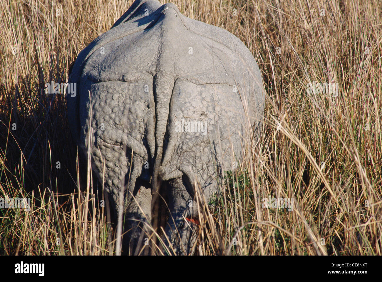 Indian rhinoceros, greater one horned rhinoceros ; great Indian rhinoceros ; Rhinoceros unicornis , Kaziranga national park ; assam ; india ; asia Stock Photo