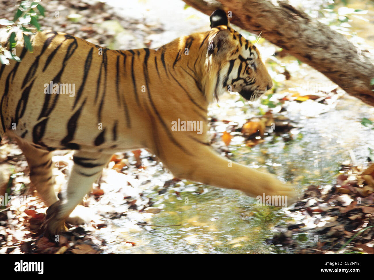Tiger jumping ; Panthera Tigris ; Bandhavgarh National Park ; bandhavgarh national park ; madhya pradesh ; india ; asia Stock Photo