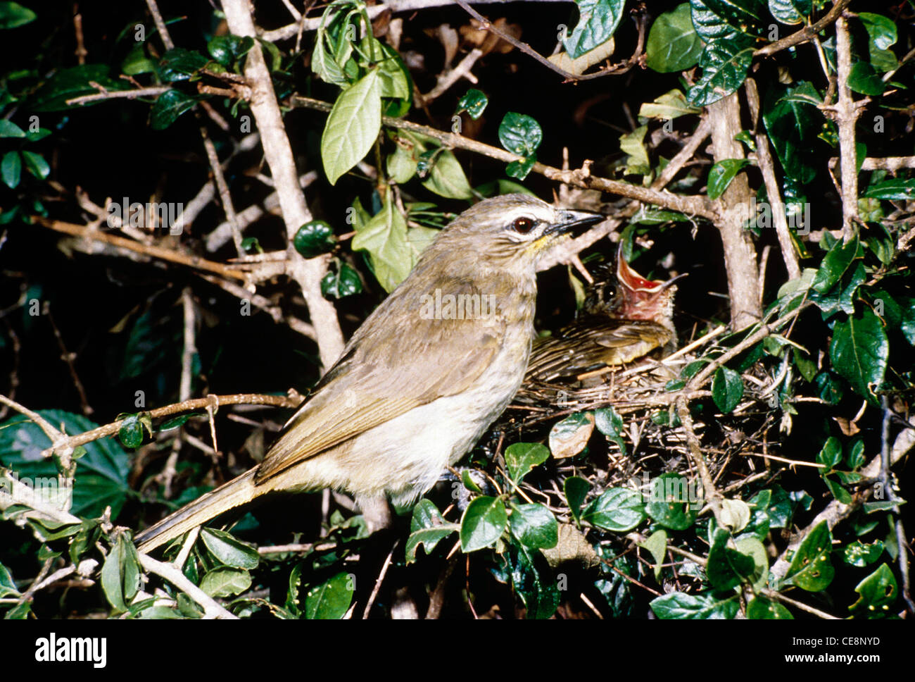 SNA 80102 : indian Bird White Browed bulbul at nest (pycnonotus luteolus) , india Stock Photo