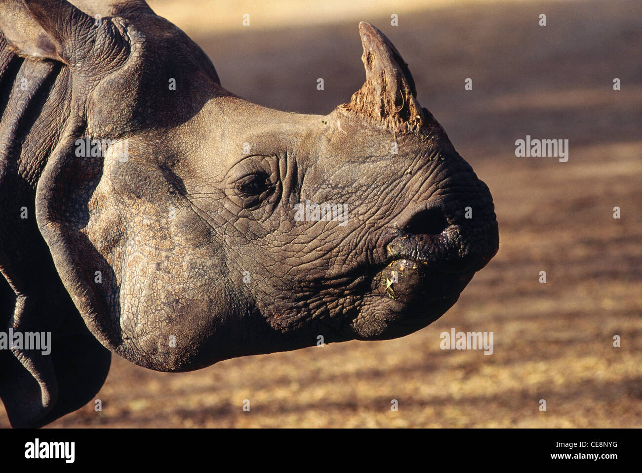 AAD 81077 : One Horn Rhinoceros (Rhinoceros unicornis) ; nehru zoological park ; hyderabad ; andhra pradesh ; india Stock Photo