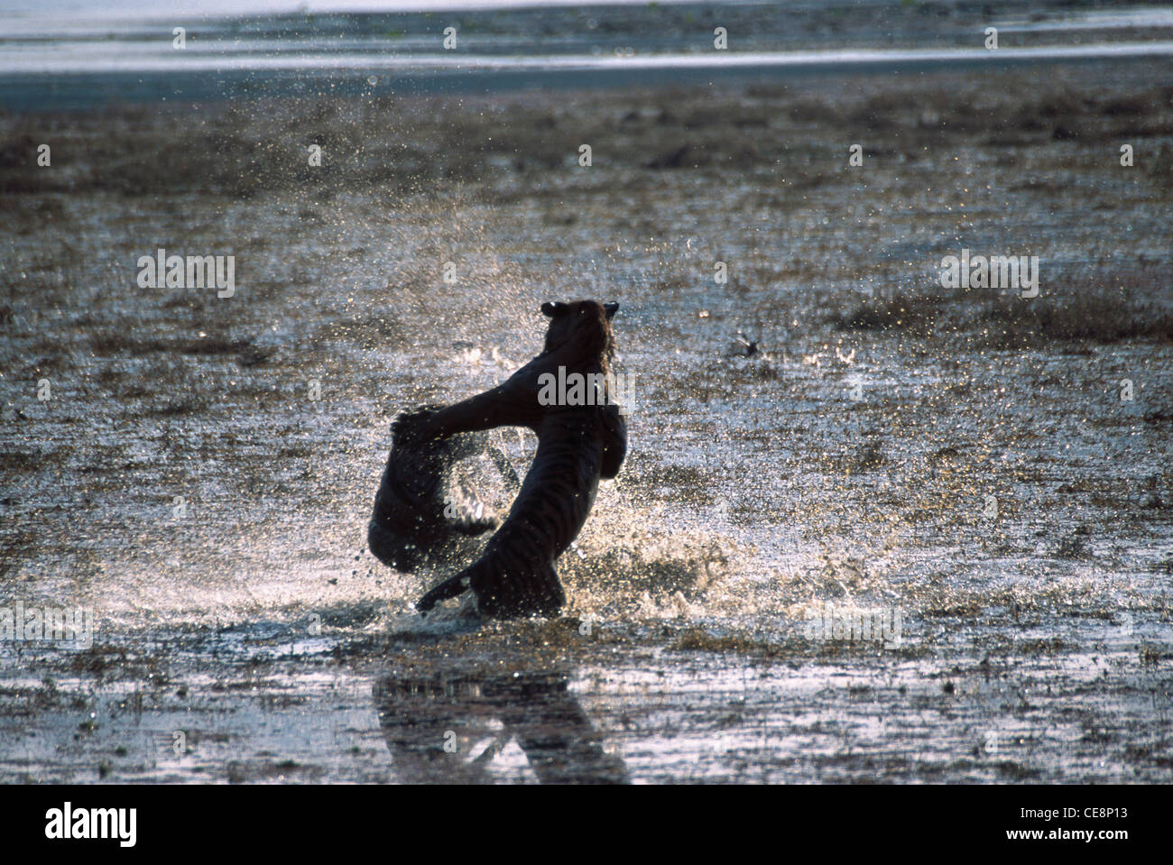 HSA 81007 : indian Tiger cubs playing in lake ; india Stock Photo
