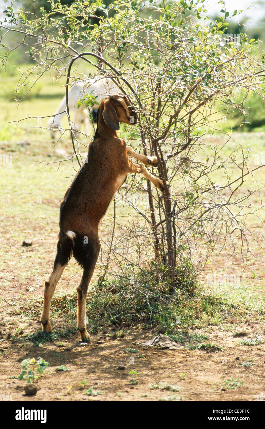 AHP 80274 indian Goat standing to eat leaves India Stock Photo Alamy