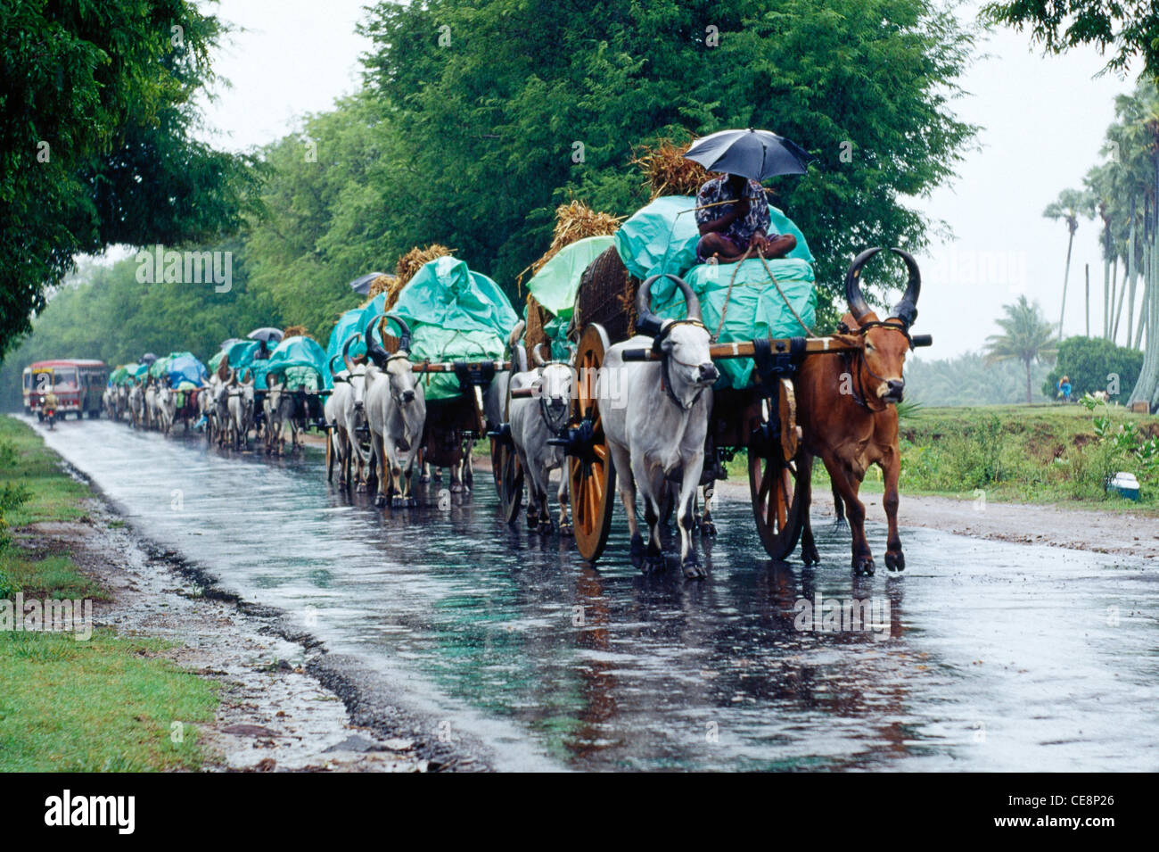 MAA 81045 row of bullocks carts in indian monsoon india Stock Photo