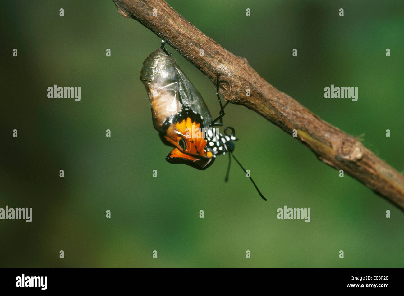 IKA 80206 : Butterfly Emerging series Plain Tiger Danaus Chrysippus 6 Stock Photo