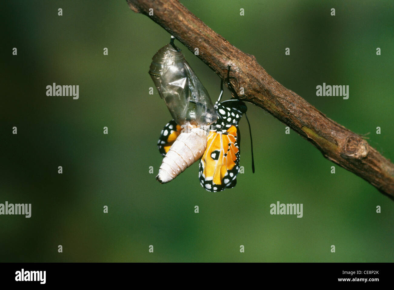IKA 80208 : Butterfly Emerging series Plain Tiger Danaus Chrysippus 8 Stock Photo