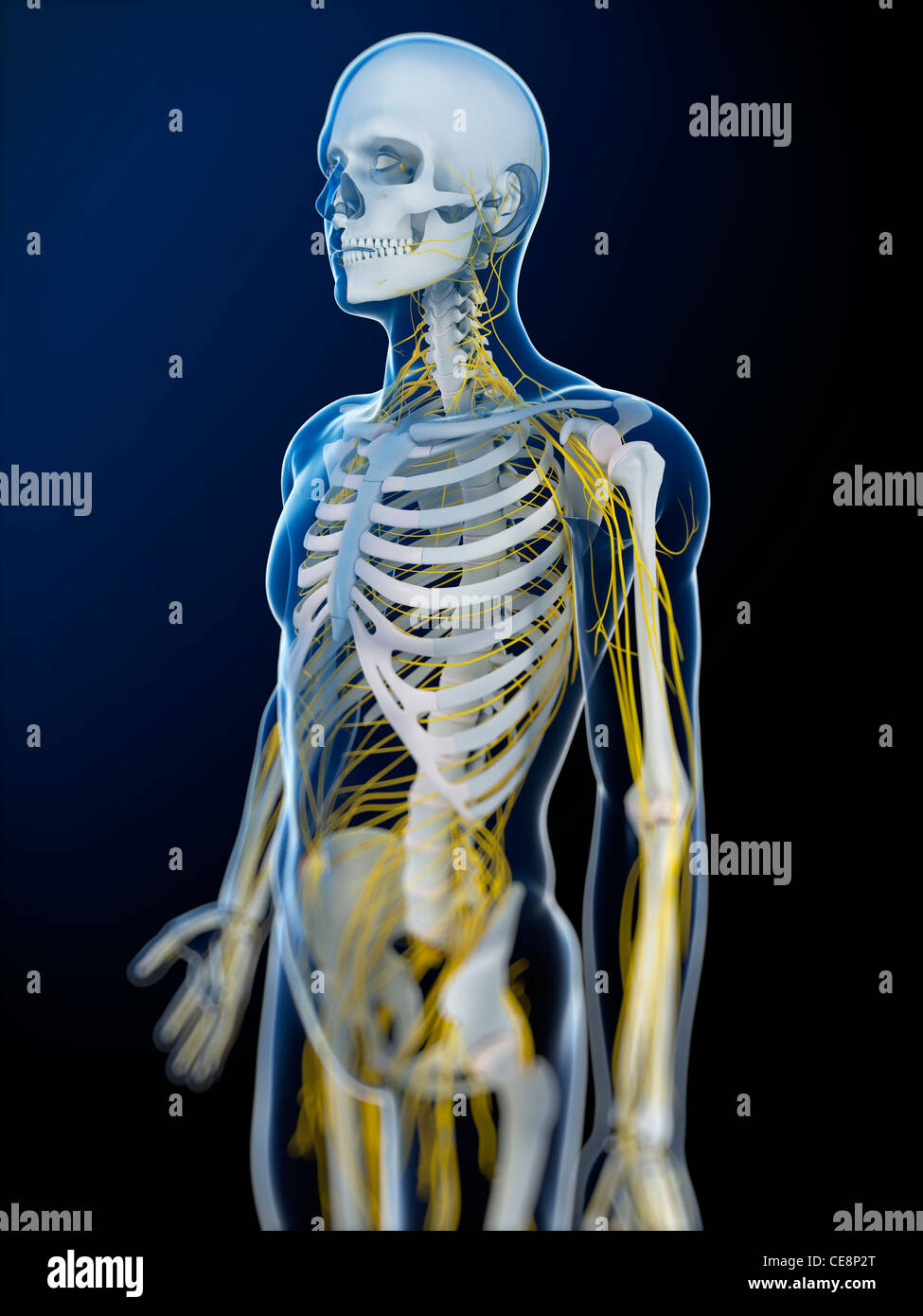 Human nervous system, computer artwork Stock Photo - Alamy