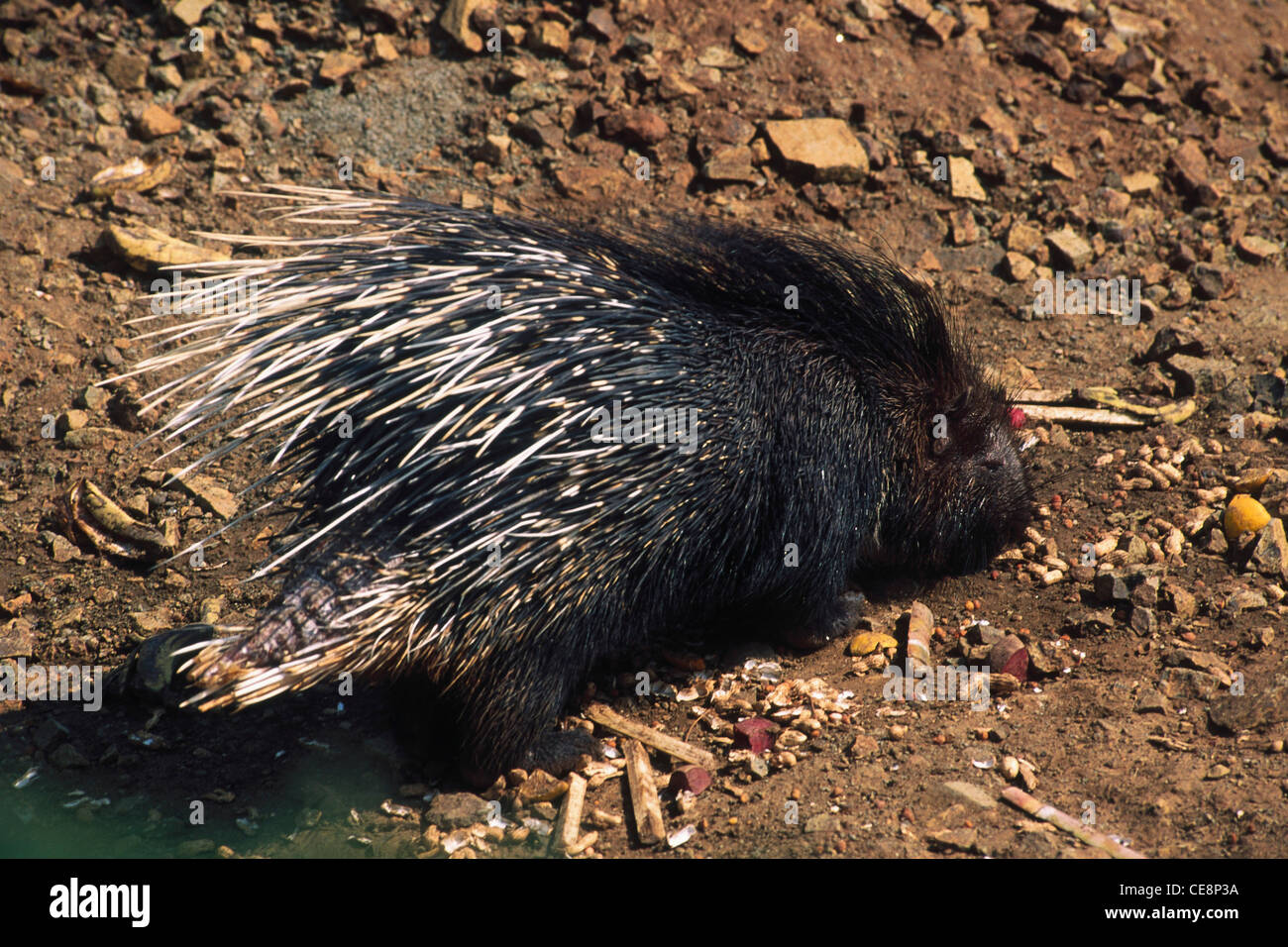 Indian Porcupine eating ; rajiv gandhi zoological park ; katraj ; pune ;  maharashtra ; india ; asia Stock Photo - Alamy