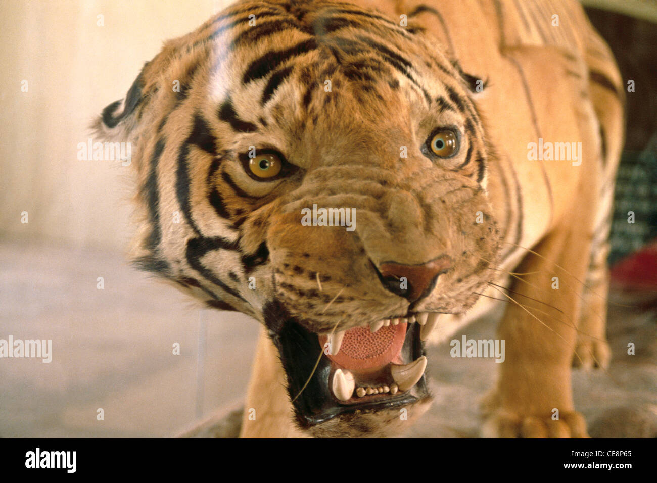 SMA 81018 : stuffed tiger roaring Stock Photo