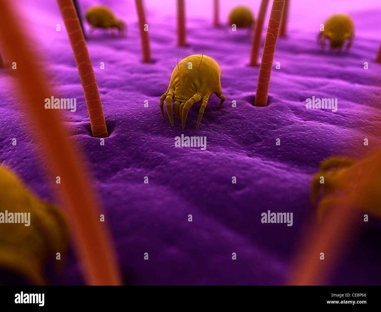 Dust mites. Computer artwork of house dust mites (Dermatophagoides pteronyssinus) on human skin