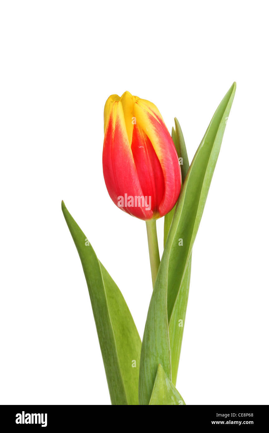 Red and yellow tulip flower and leaves isolated against white Stock ...