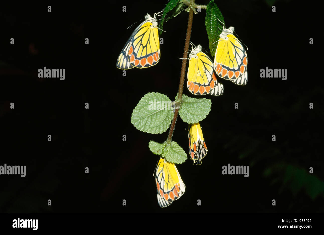 Five Butterflies , Common Jezebel , Delias eucharis , india , asia Stock Photo