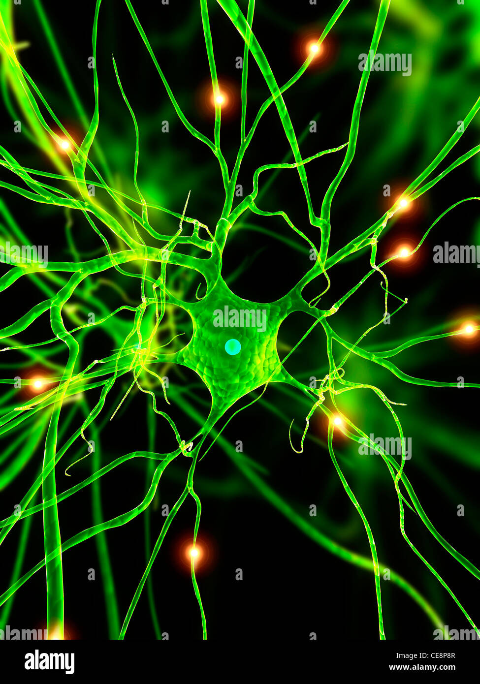Close up human nerve cells hi-res stock photography and images - Alamy