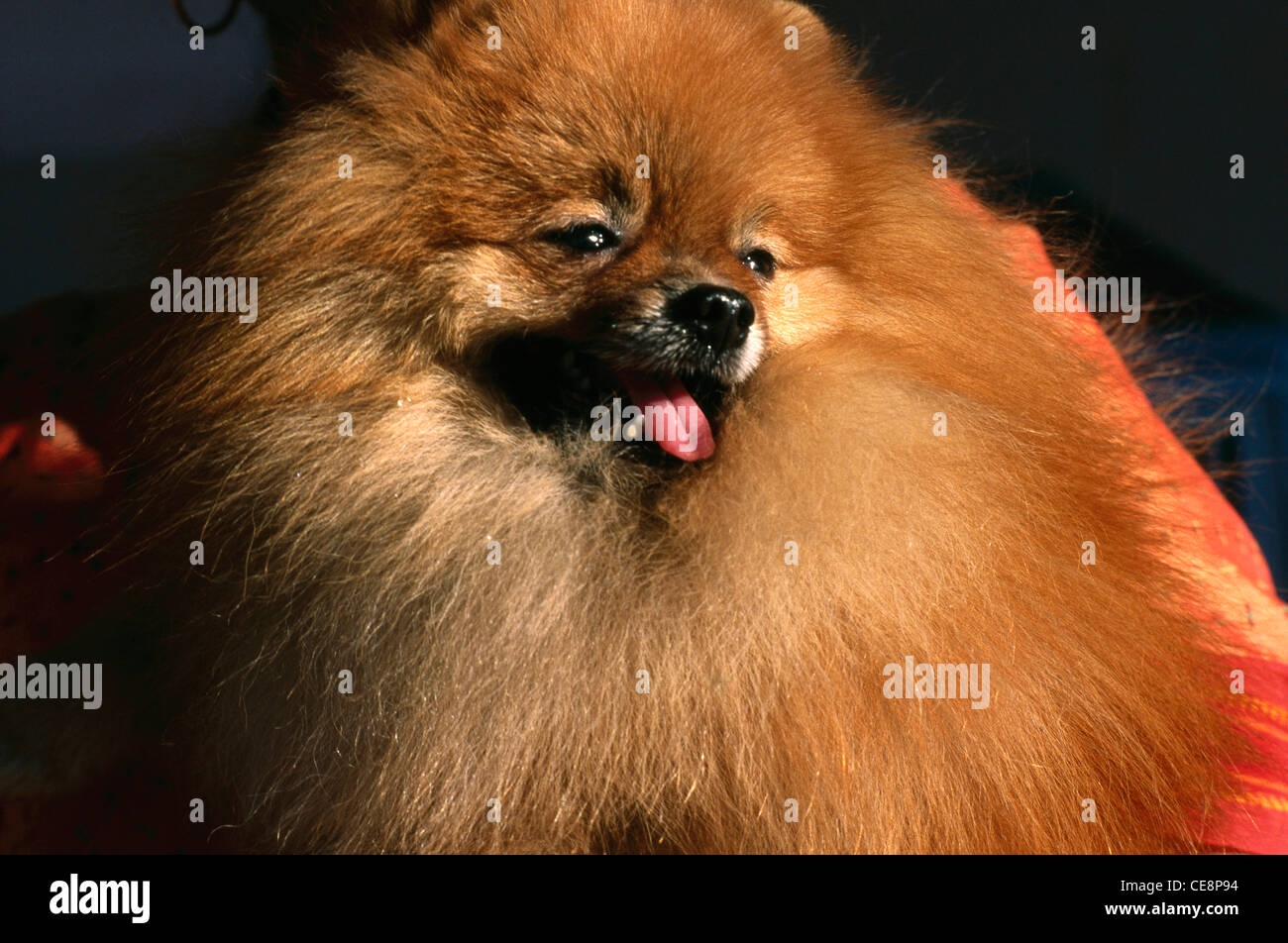 Pomeranian dog breed , Pomerian dog , toy dog breed , india , asia Stock Photo