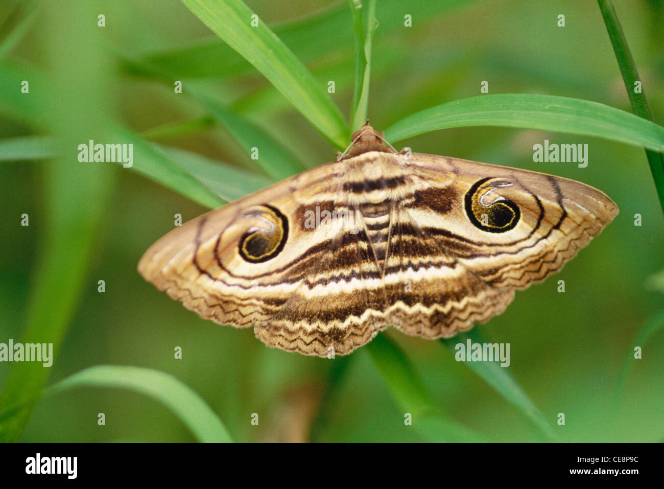 Owl Moth Stock Photo