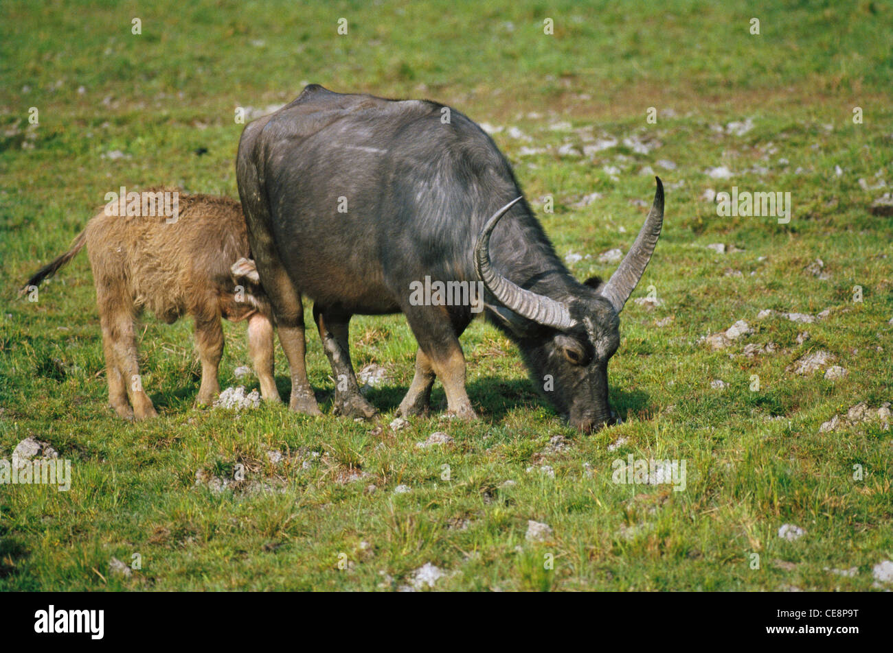 SNA 80262 : Wild Buffalo and Calf Bubalus Bubalis Stock Photo