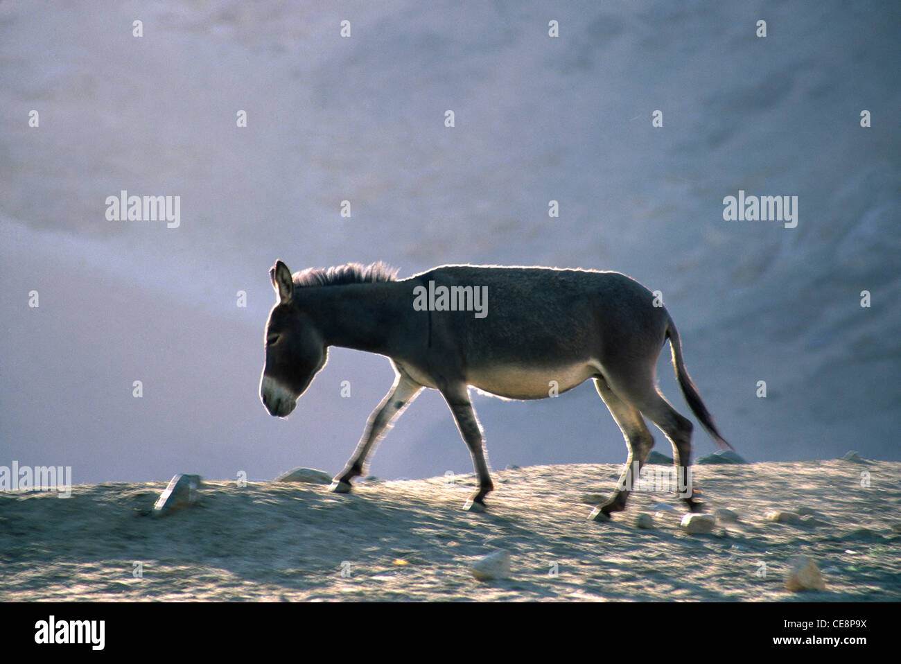 Donkey Walking Ass Equus Africanus Asinus Leh Ladakh Jammu donkey-walking-ass-equus-africanus-asinus-leh-ladakh-jammu