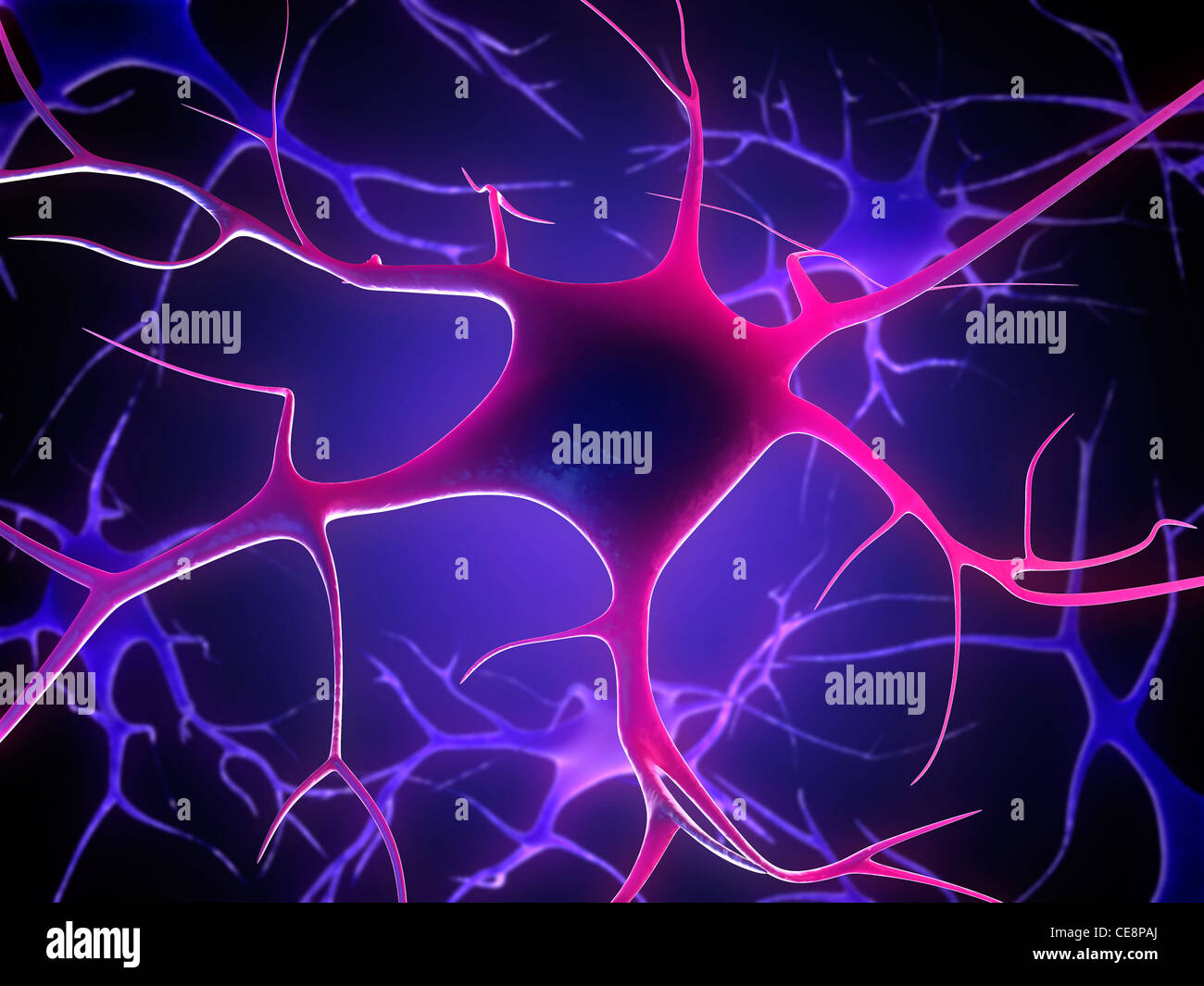 Nerve cells, computer artwork Stock Photo - Alamy