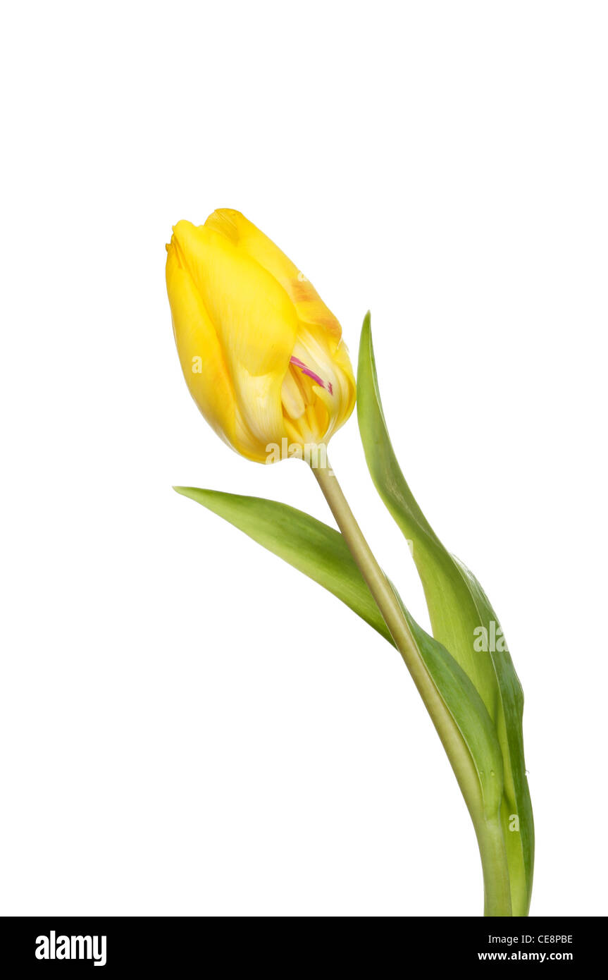 Yellow tulip flower and leaves isolated against white Stock Photo - Alamy