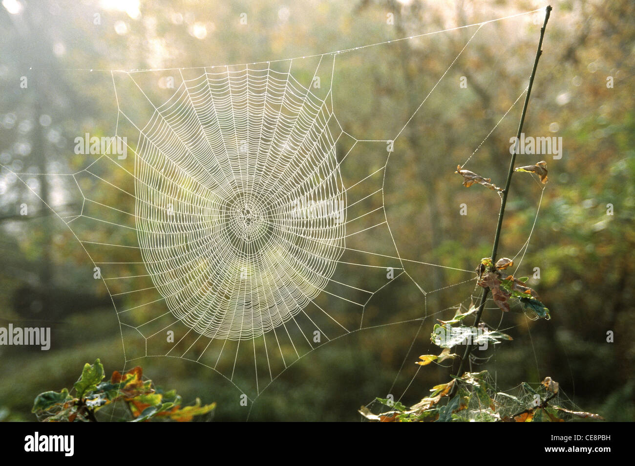 spider web , spiderweb , spider's web , cobweb , Stock Photo