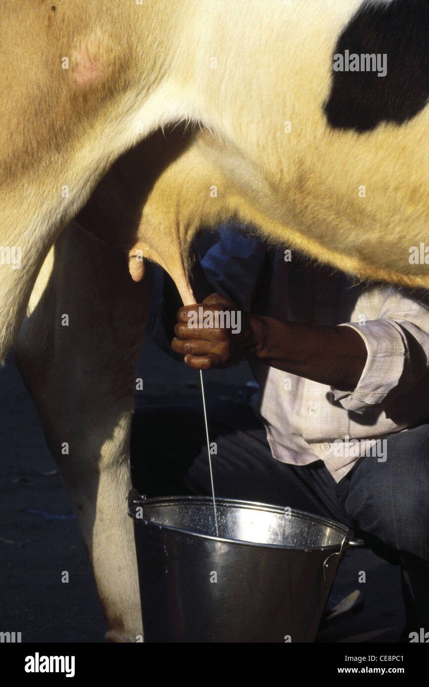 Indian man milking cow , india , asia Stock Photo
