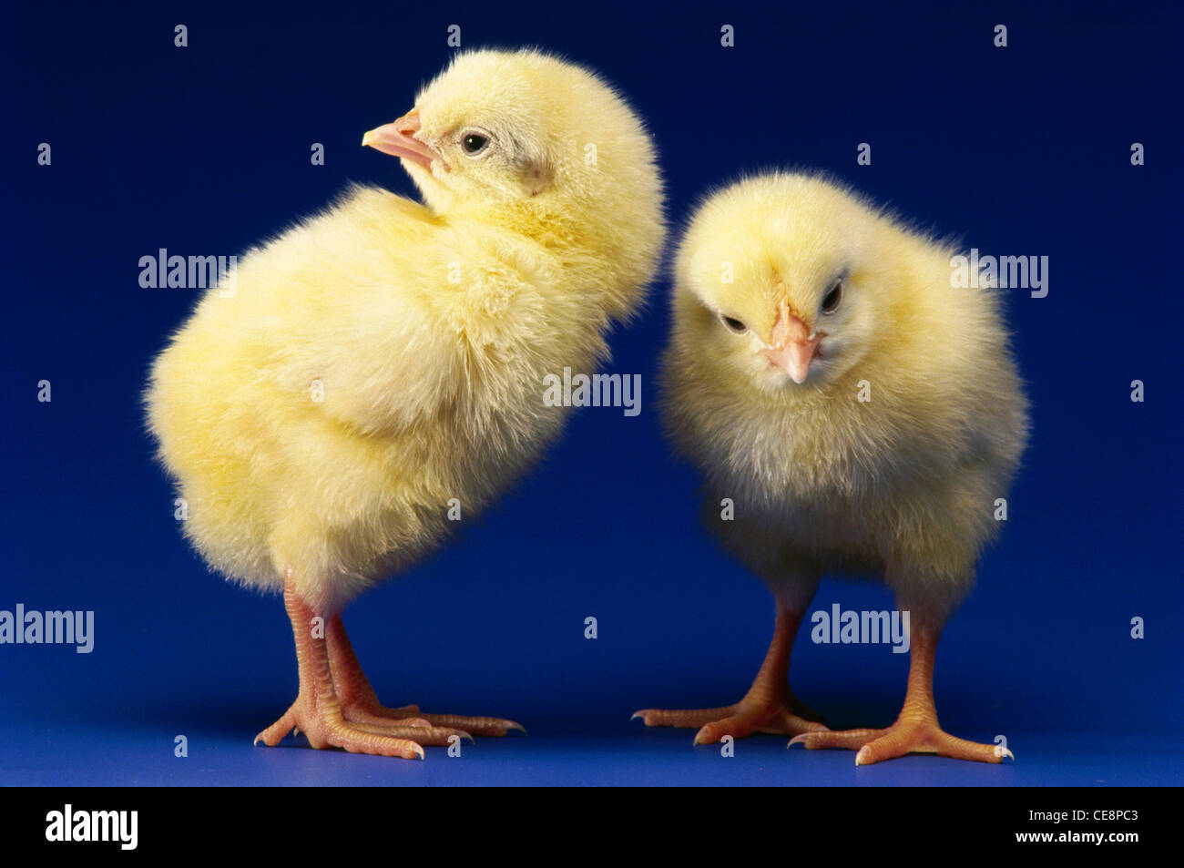 CHIX CHICKS 2枚セット 帯付き 🥚🐔🍔🍳🌶️