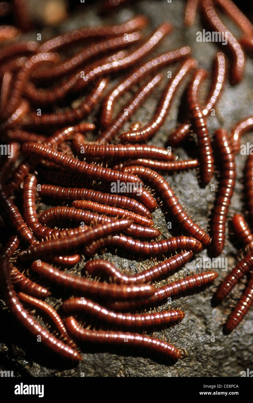 Vermiculture hires stock photography and images Alamy
