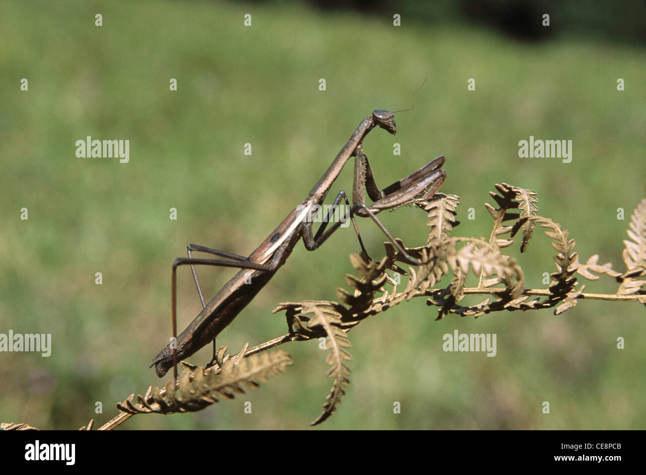 HSA 80361 : Praying Mantis indian stick insect Kudremukh karnataka India Stock Photo