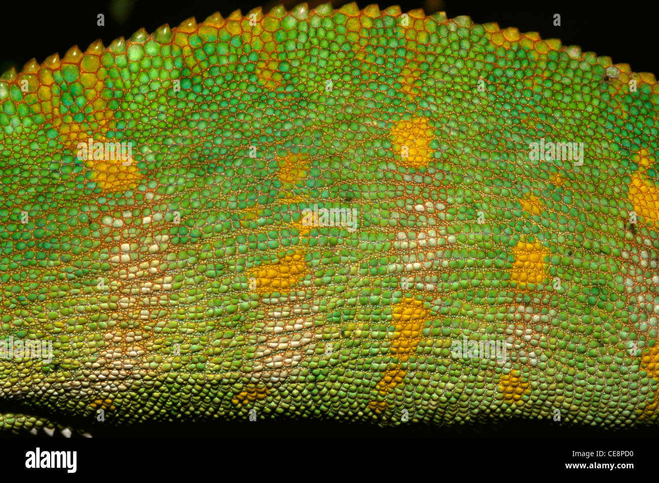 IKA 80345 : Chameleon close up of skin Chameleo Zeylanicus Stock Photo