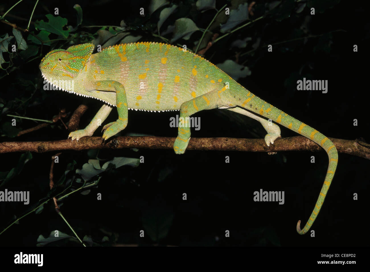 Indian chameleon , Chamaeleo zeylanicus , Chameleon , Chameleo Zeylanicus , india , asia Stock Photo