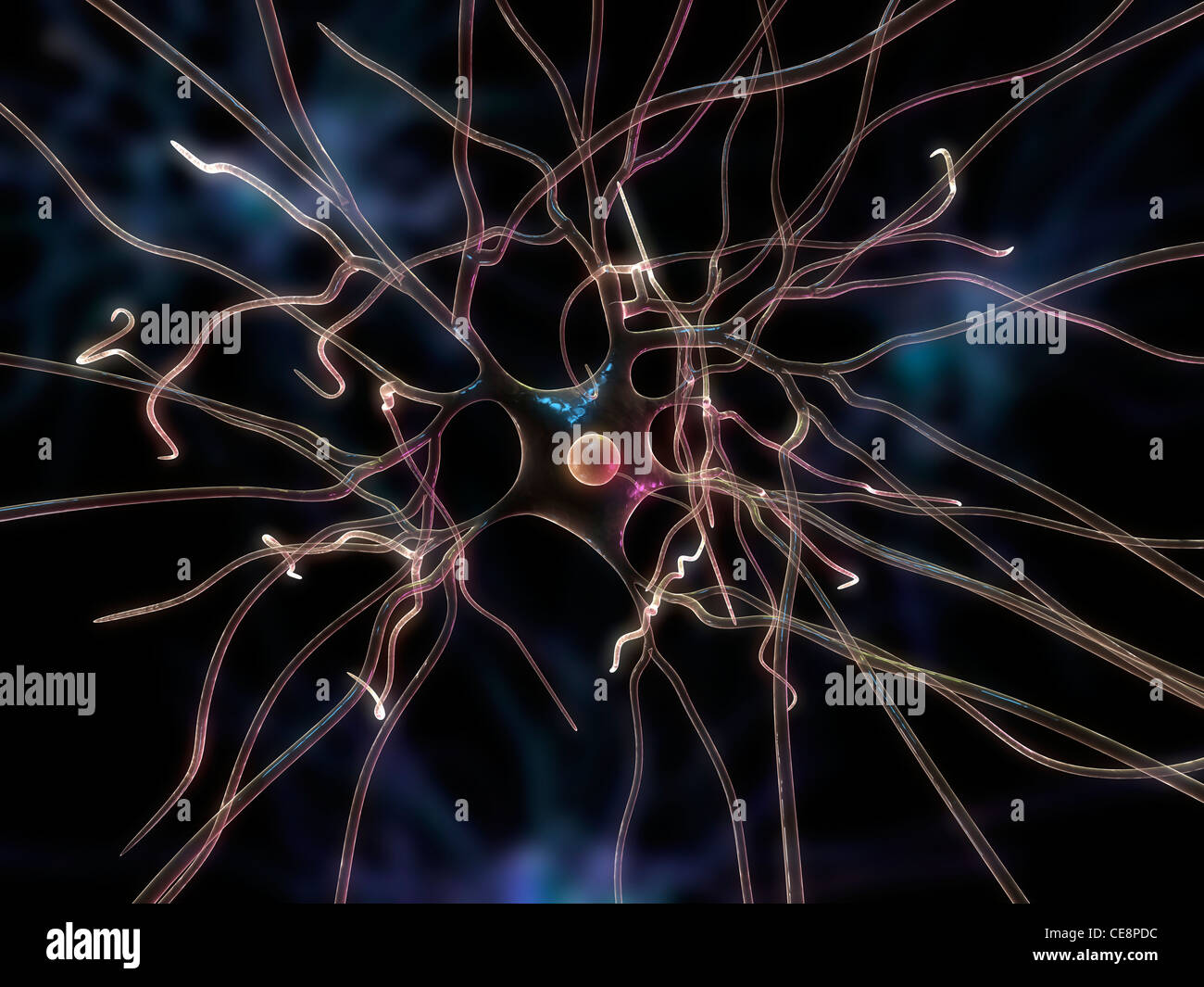Nerve cell, computer artwork Stock Photo - Alamy