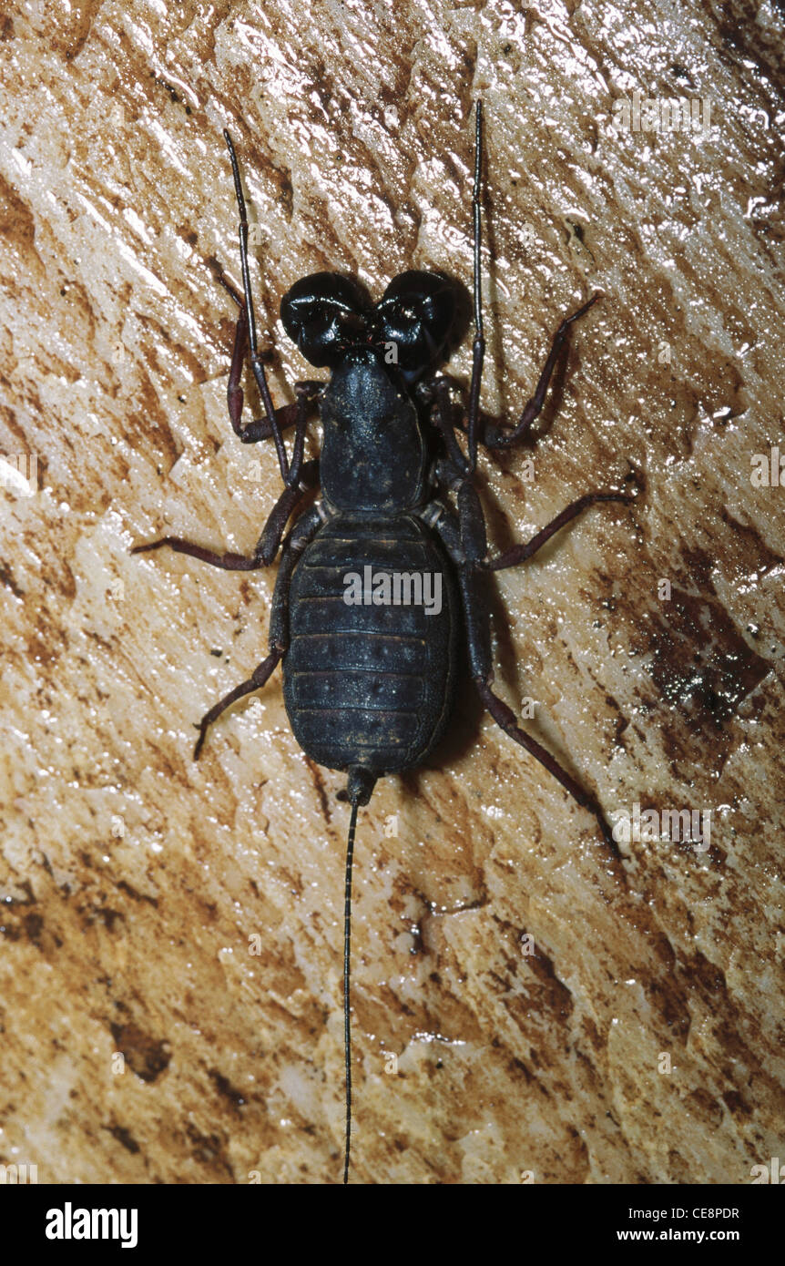 Indian whip scorpion , whip scorpions , vinegaroon , Thelyphonida