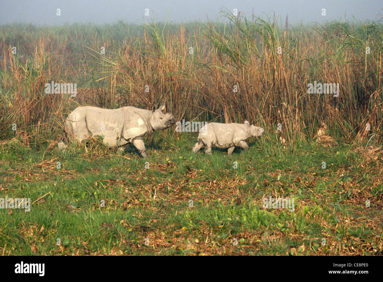IKA 80394 : Indian Rhinoceros and Baby Rhino kaziranga assam india Stock Photo