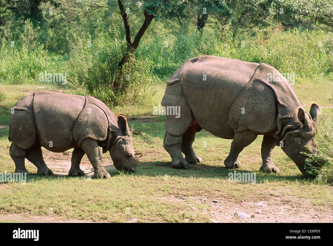 Indian Rhinoceros and Baby , Rhino , unicornis , Rhinoceros unicornis , Kaziranga National Park , assam , india , asia Stock Photo