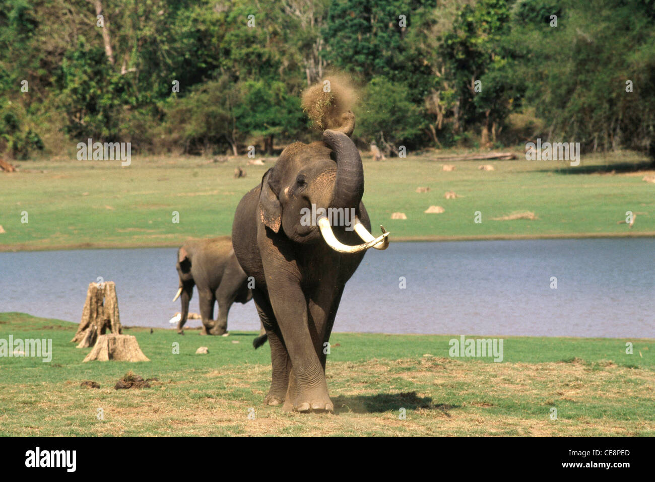 MAA 80398 : Elephant having mud bath , Kabini , Karnataka , India Stock Photo