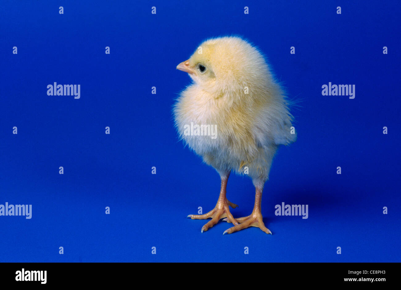 Chick on blue background , young chicken , baby chicken , india , asia
