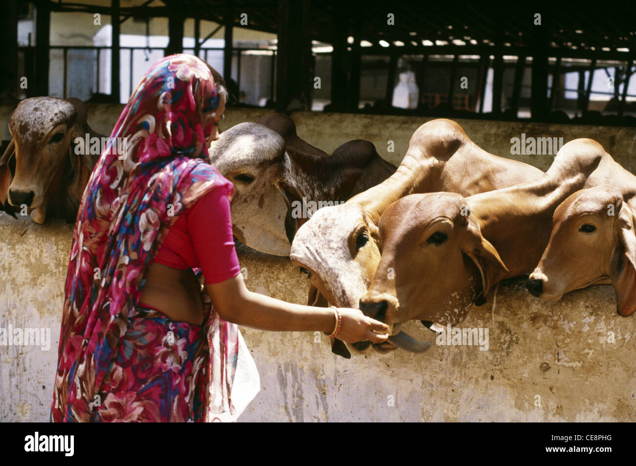 Feeding cows in india hires stock photography and images Alamy