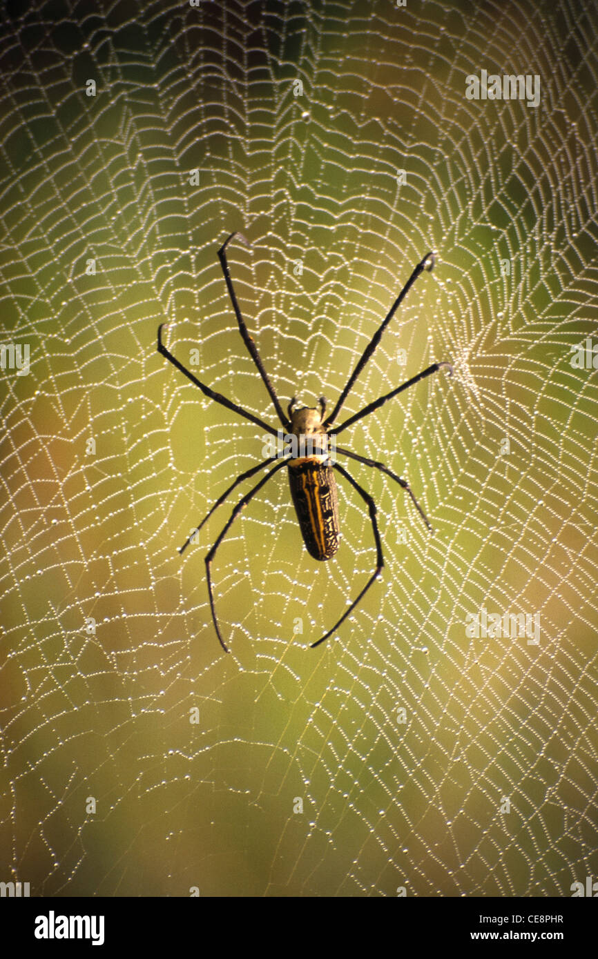 SGR 80369 : Spider and Web Stock Photo