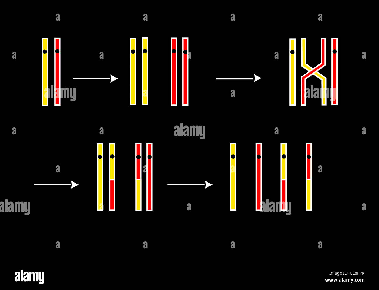 Method of crossing over the chromosomes hires stock photography and