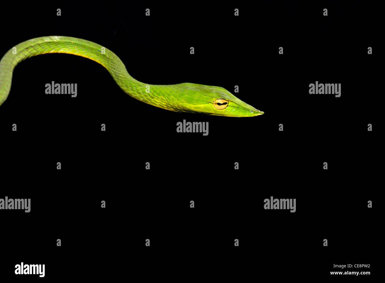 IKA 80426 : Reptiles , Snakes Indian Green Vine Long Nosed tree snake Stock Photo