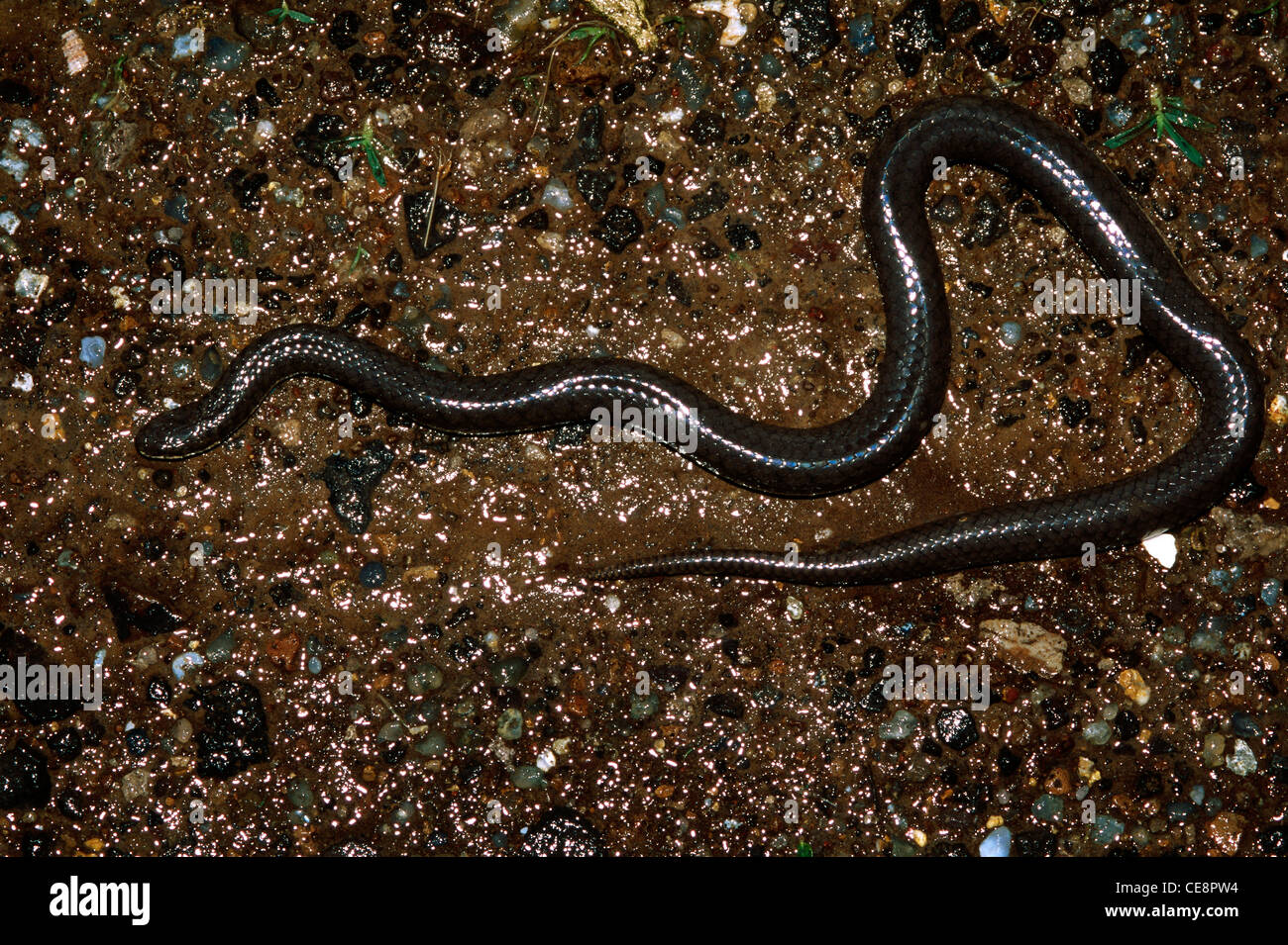 Reptiles , Snakes , Indian Glossy Marsh Snake , Gerarda prevostiana