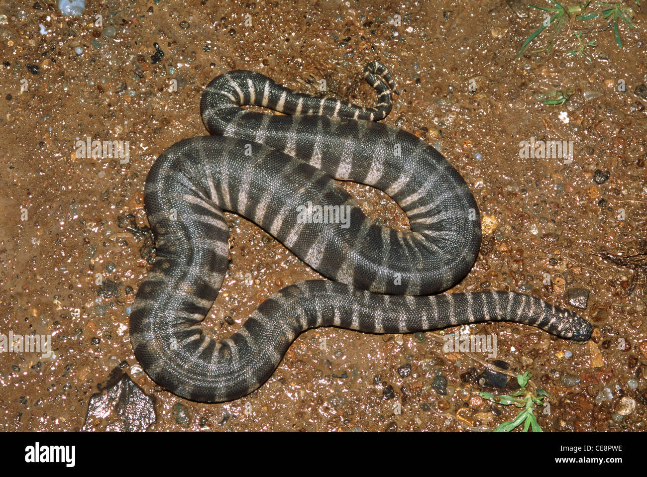 Acrochordus granulatus Snake , little file snake , marine file snake , little wart snake , india , asia Stock Photo