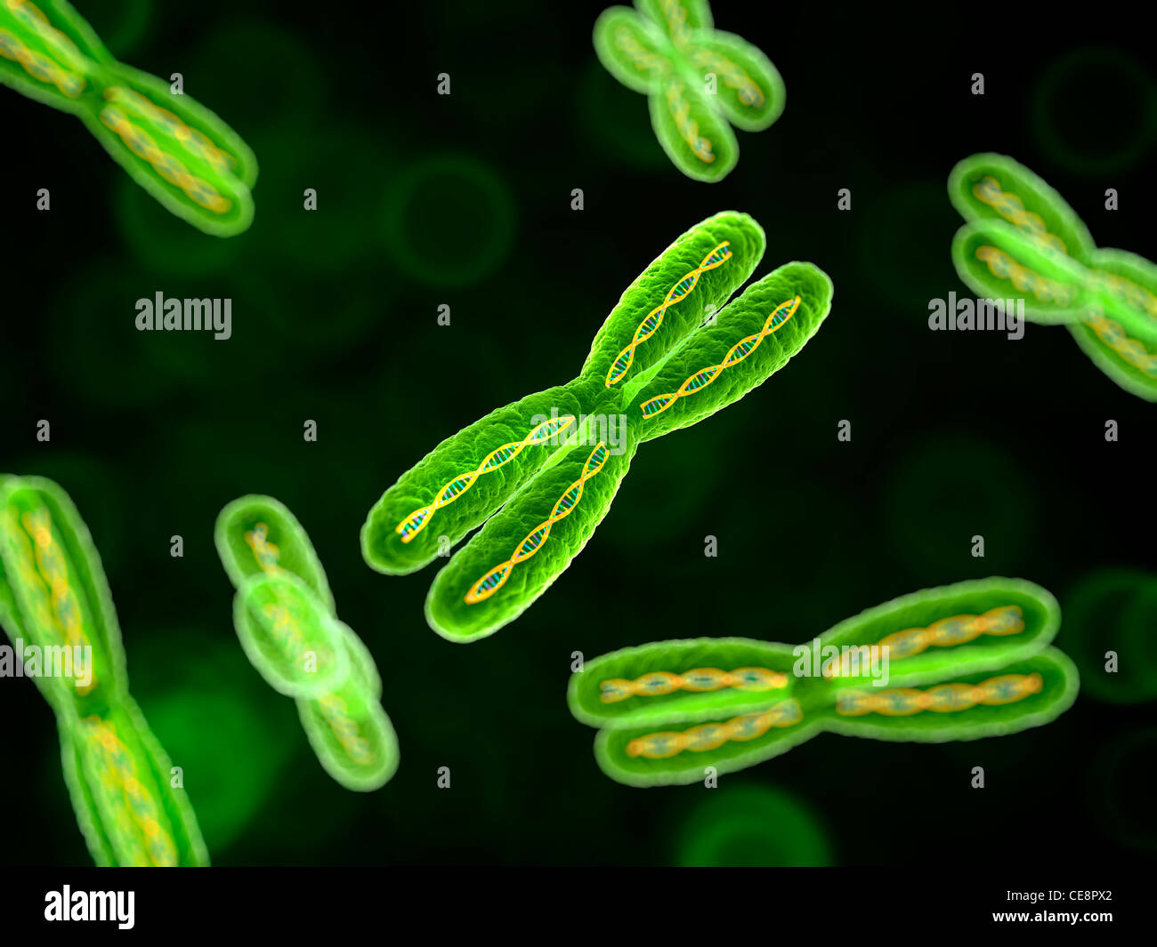 Chromosomes, computer artwork Stock Photo - Alamy