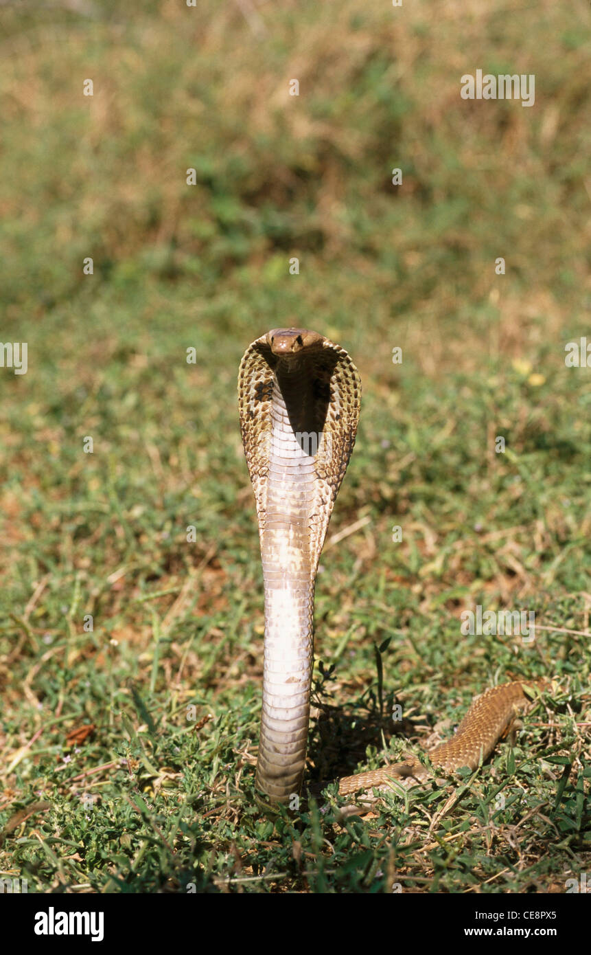 MAA 80433 : Reptiles Snakes Cobra Indian Spectacled Cobra Naja Naja with hood open Stock Photo